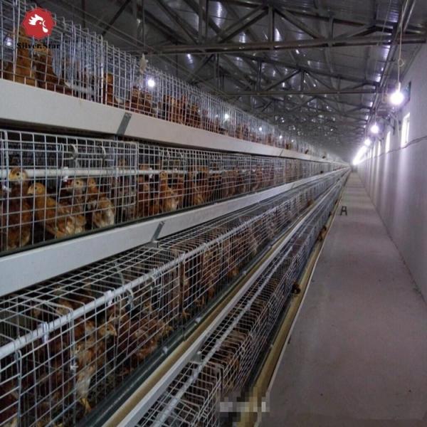 Poultry Equipment Chicken Broiler Cage A Type For Nigeria Farm 5 Tiers