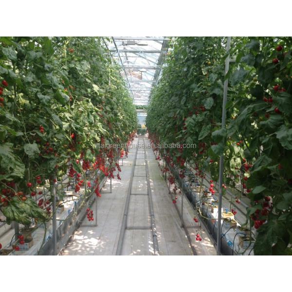 Food Grade PVC Planting Trough for Large-Scale Hydroponic Greenhouse Growing System