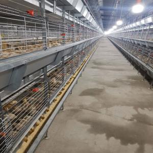 China Hot Galvanized Battery Cage Poultry Drinking System wholesale