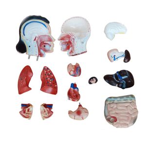 4D 42cm 15 Parts Human Torso Body Anatomy Model