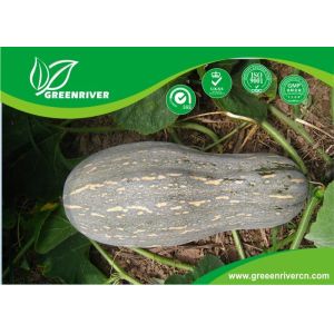 China Yellow organnic Chinese pumpkin seeds ISO9001-2000 Certificate on sale