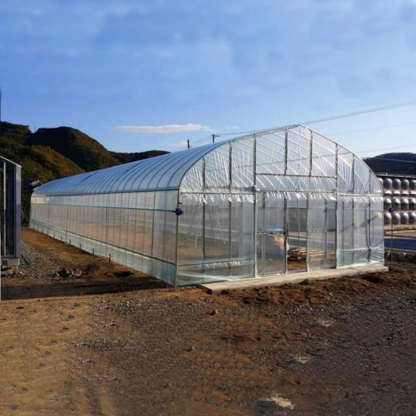 Ventilated Hot Dip Galvanized Steel Tube Frame Tunnel Agriculture Film Greenhouse