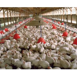 Metal Poultry Breeding Base Pre Engineered Metal Building