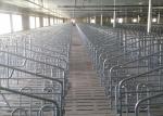 SS304 Piggery Pregnancy Sow Gestation Stalls Swine Farrowing Crates