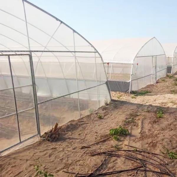 Agriculture Plastic Film Covered Single Tunnel Greenhouse For Tropical Climate