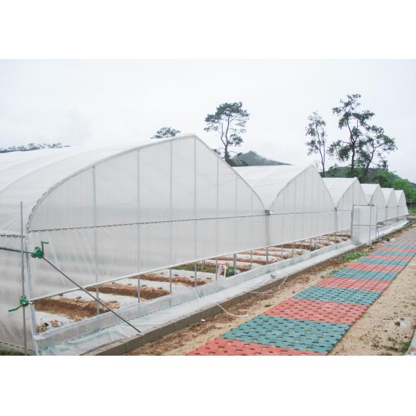 Film Surface Material Multi-Span Agricultural Greenhouses IGreen Greenhouse