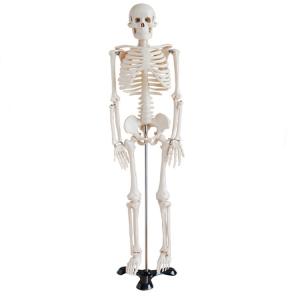 School Medical Simulation Pvc 180cm Tall Human Skeleton Model