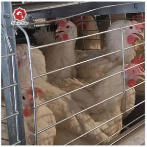 China 144 Birds Full Automatic Poultry Battery Cage Chicken Egg Layer Cage wholesale