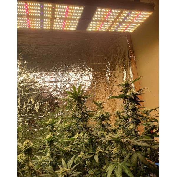 Hydroponic 240W LED Grow Light