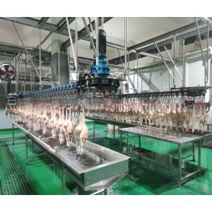 China 300 Chickens / H Poultry Farming Equipment Scalding Plucking Slaughtering Machine wholesale