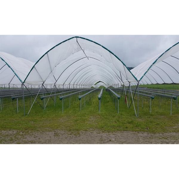 Film Type Strawberry Hydroponic System Space Saving With High Production