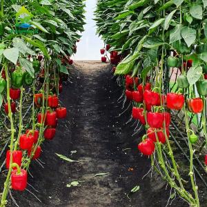 China Watermelon Cherry Soilless Hydroponic System NFT PVC Pipe Balcony Vegetable Garden Kit wholesale