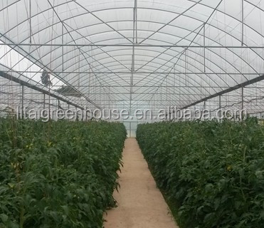 Multi Span Agriculture Greenhouse Height 3m Customized Length 50m