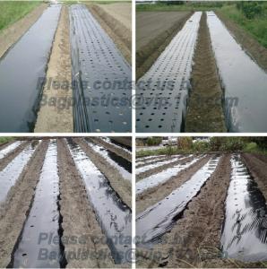 China Perforated silver black mulch film for crop production,vegetable garden black / gray perforated mulch layer plastic mulc wholesale