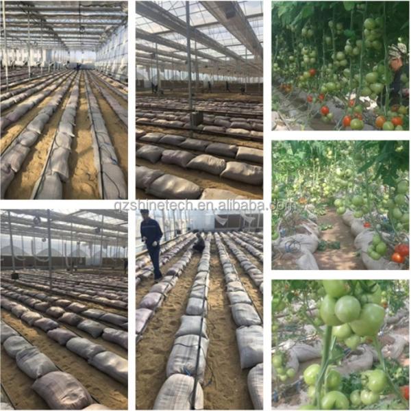 Vegetable Fruits Flowers Film Greenhouse Chinese Multi Span Greenhouse for Tomato Agriculture