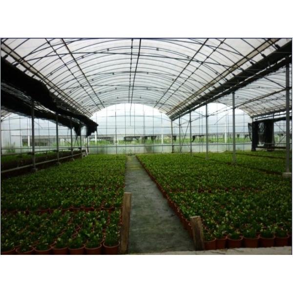 Economical Gothic Arch Greenhouse , Commercial Greenhouse Structures Customized Design
