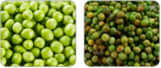 Belt Type Vegetable Sorting Machine Double Layer 2765kg 0.6 T/H 8.75kw