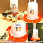 Recyclable Sustainable Plastic Chick Feeder Waterer Kit Chicken Feeder and