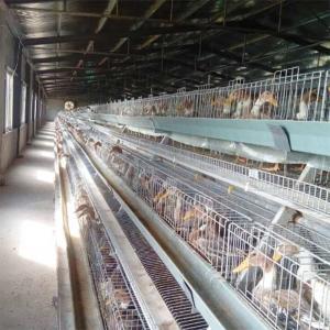 China High Quality Poultry Duck Cage , U Shape Steel Battery Duck Cage For Sale wholesale