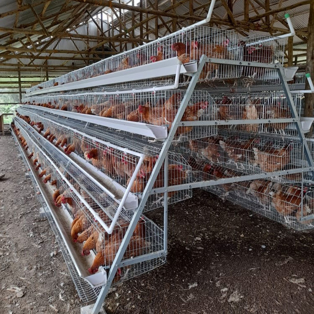 4 Tiers Raise More Chickens Automatic A Type Battery Egg Layer Chicken Cages
