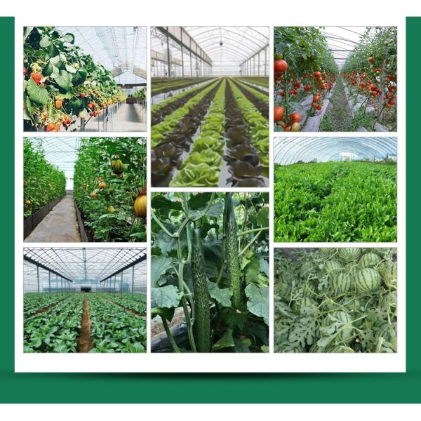Agricultural Commercial Grass Greenhouse with Electrical or Water Heating System
