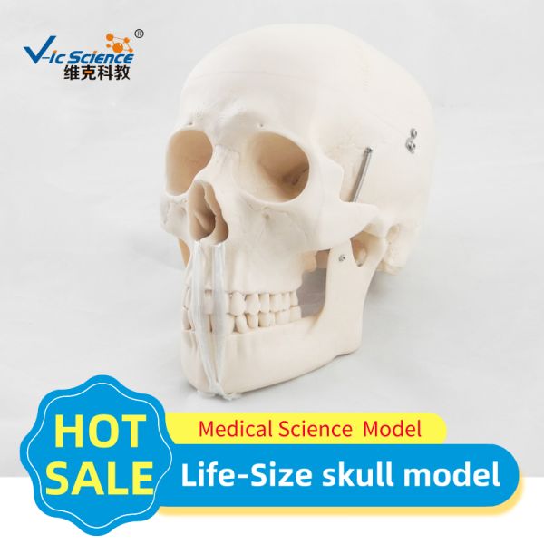 Teaching Anatomical Skeleton Model Anatomy And Physiology Skull VIC-104