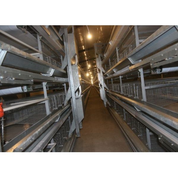 Stable Automatic Manure Removal System For Poultry Chicken House