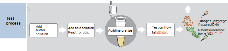 Flow Cytometric Sperm DNA Fragmentation Assay Kit Acridine Orange SCSA Method