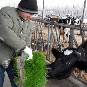 Thermal Insulation Animal Fodder Sprouting System Automatic Bean Sprout Machine