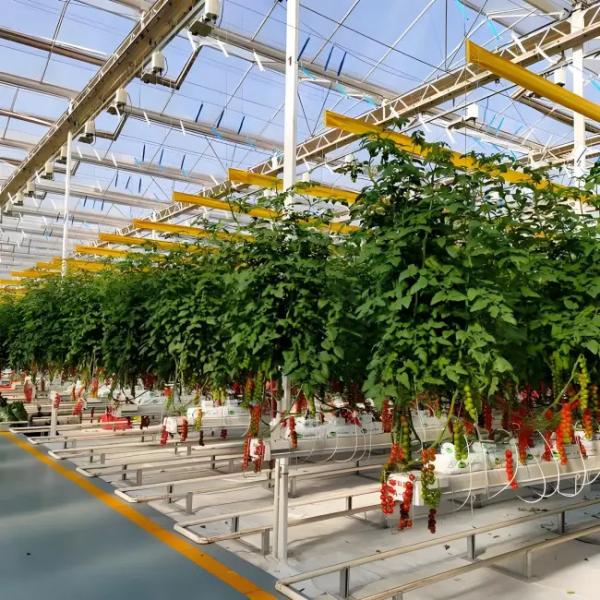 Galvanized Steel structure With Hydroponic Growing Systems Automated Intelligent Venlo stype greenhouse