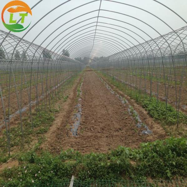 Single-Span Film Tunnels Greenhouse for Agriculture Width 6m/8m/10m/12m/Customized Color