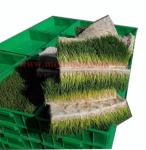 210v-240v 500KG Hydroponic Fodder Sprouting System For Cattle