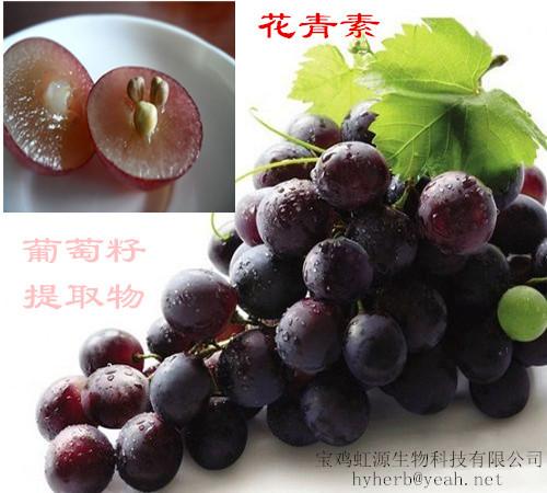 Quality 98% OPC Grape seed extract for sale