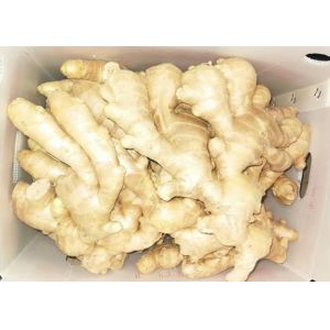 China SGS 150g Natural Air Dried Ginger wholesale