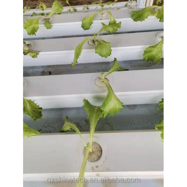 Green Vegetable Tunnel Greenhouse With Easy Assembly And 150/200micro Film