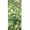 Buy cheap Raspberry Sweet Tea Contains Sweeteners Flavonoid and Catechin Substances. It from wholesalers