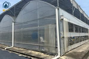 China Plastic Multi Span Eco Friendly Greenhouse With Temperature Controlled Growing wholesale
