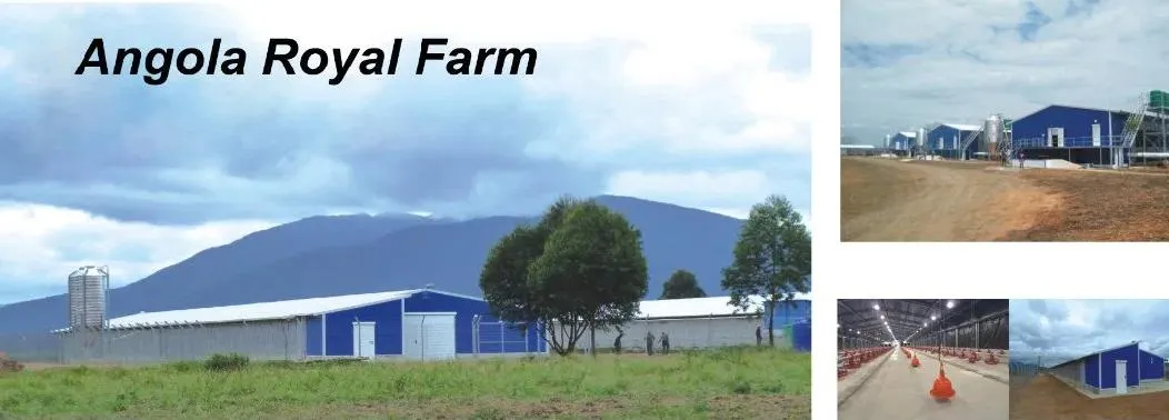 Type H Laying Hens Breeding Chicken Automatic Equipment (KXD-LC301)