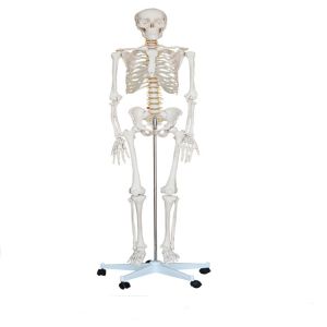 China School Medical Simulation Pvc 180cm Tall Human Skeleton Model wholesale