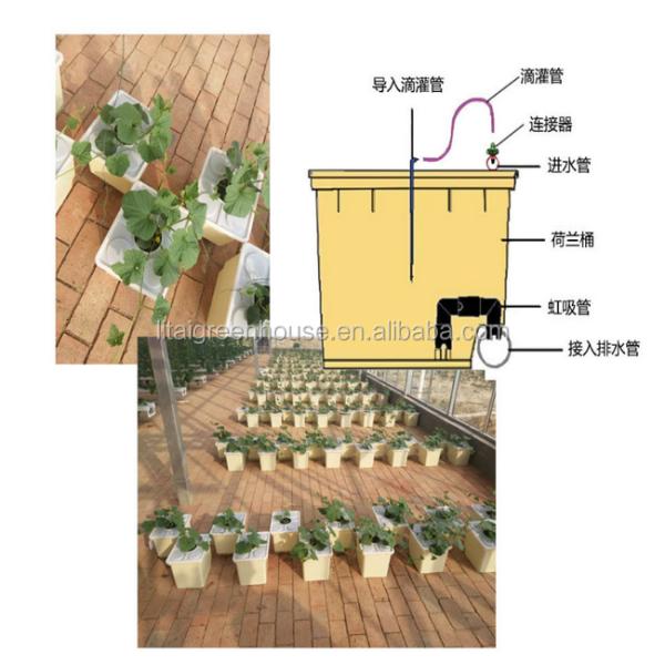 Hydroponic Growing System for Tomatoes in Dutch Bucket Easy Assembly and Efficiency