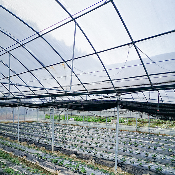 Film Cover Fiber Glass Greenhouse 8m Tunnel Width With Cooling Pad