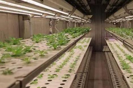 Shipping Container Greenhouse for Growing Leafy Greens in 40HQ Reefer Container