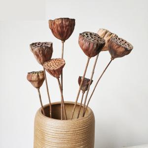Ornamental 50cm Seedpod Lotus Root Dried Flower Decor