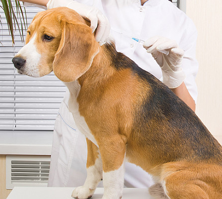 EO Sterile Glass Tube RFID Microchip Syringe For Dog Puppy