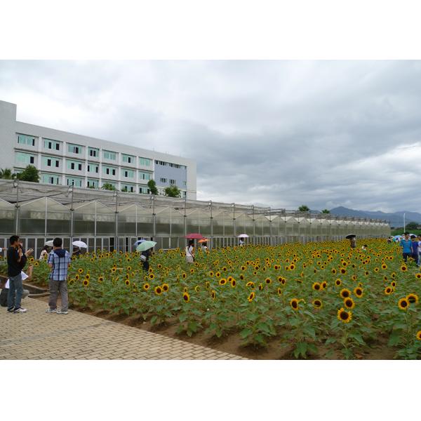 WL108Y Large IGreen Polycarbonate Panels Customized Length for Greenhouse