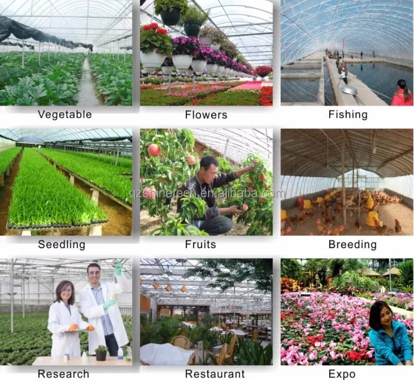 Vegetable Fruits Flowers Film Greenhouse Chinese Multi Span Greenhouse for Tomato Agriculture