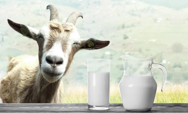 Quality Nutritious Sheep Powder Milk Improves Brain Faculties And Body Immune System for sale