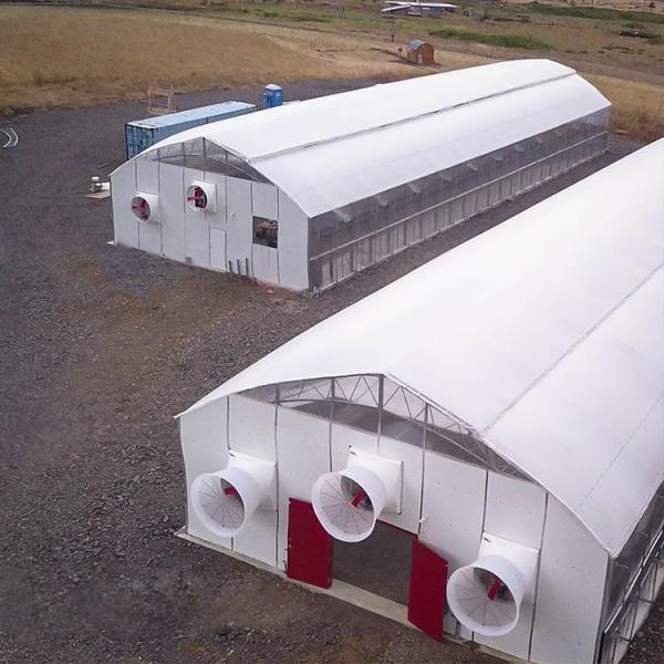 Automated Single Span Tunnel Medical Growing Automatic Blackout Greenhouse With Blackout System
