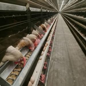 ISO9001 HI HOPE Layer Poultry Farming Equipment Nipple Drinking