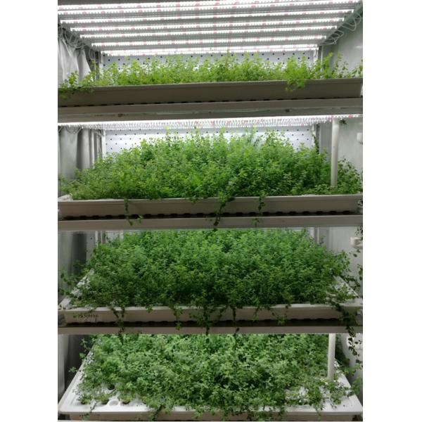 Shipping Container Greenhouse for Growing Leafy Greens in 40HQ Reefer Container
